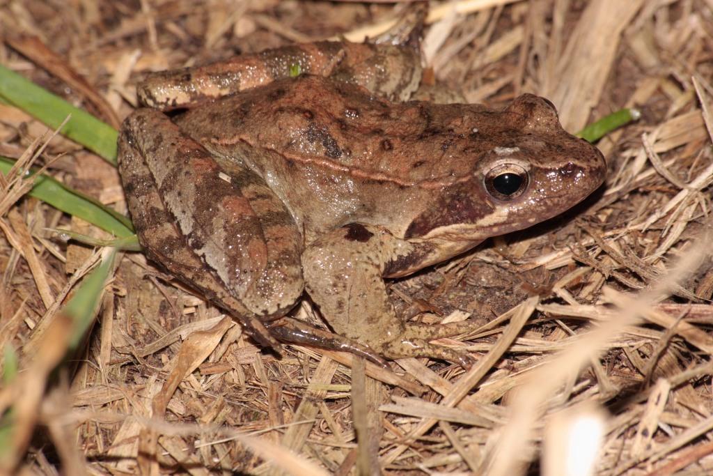 Riconoscimento - Rana dalmatina, Rana latastei